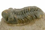 Prone Reedops Trilobite - Atchana, Morocco #376973-1